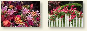 Flowers & Gardens Series